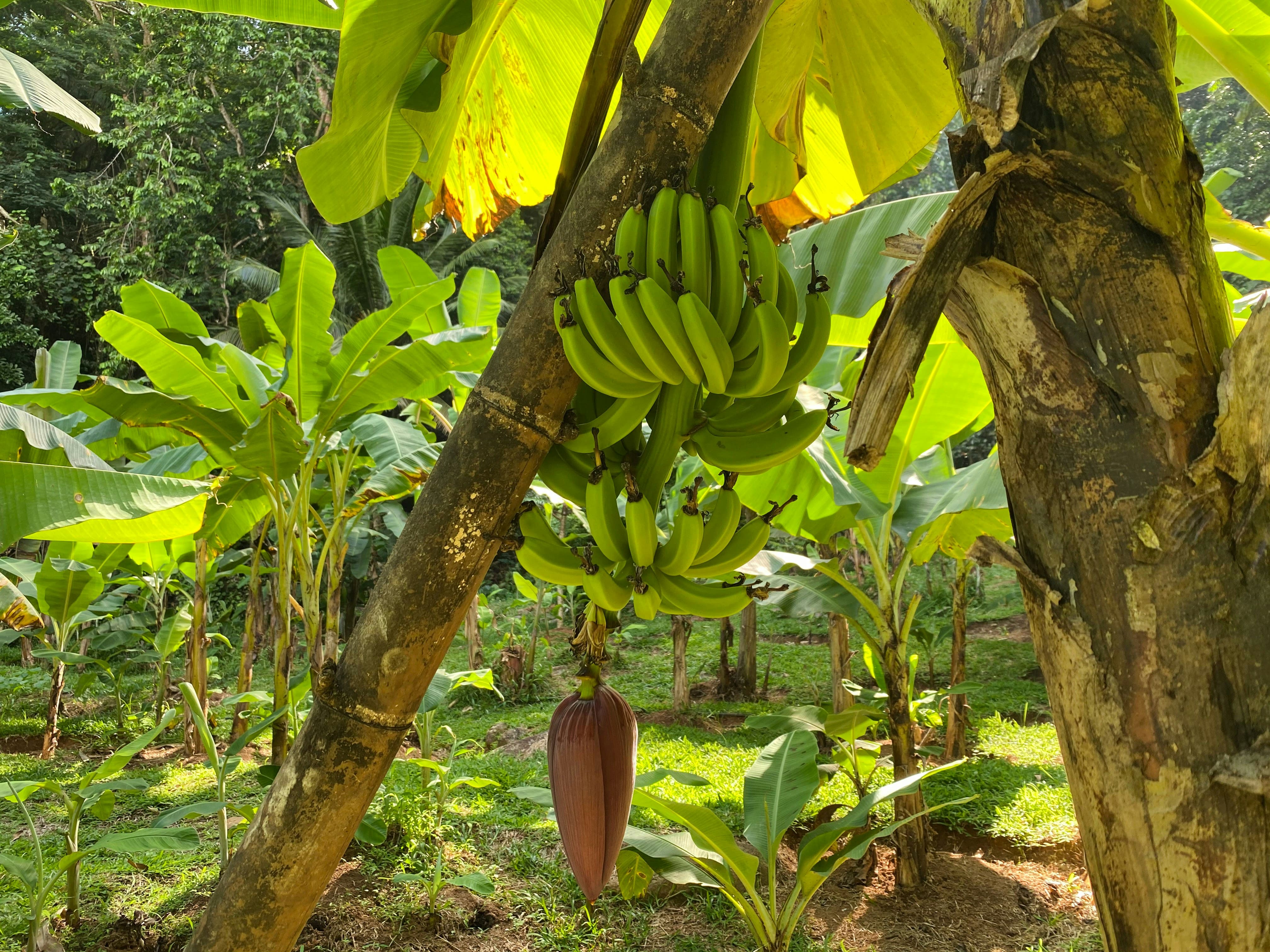 Banana Island vs Ikoyi: Where Should You Invest?